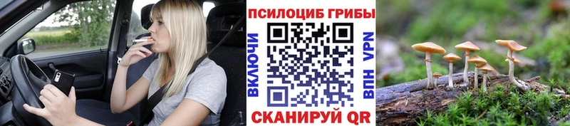 Псилоцибиновые грибы Psilocybe  Купить закладки  Нахабино 